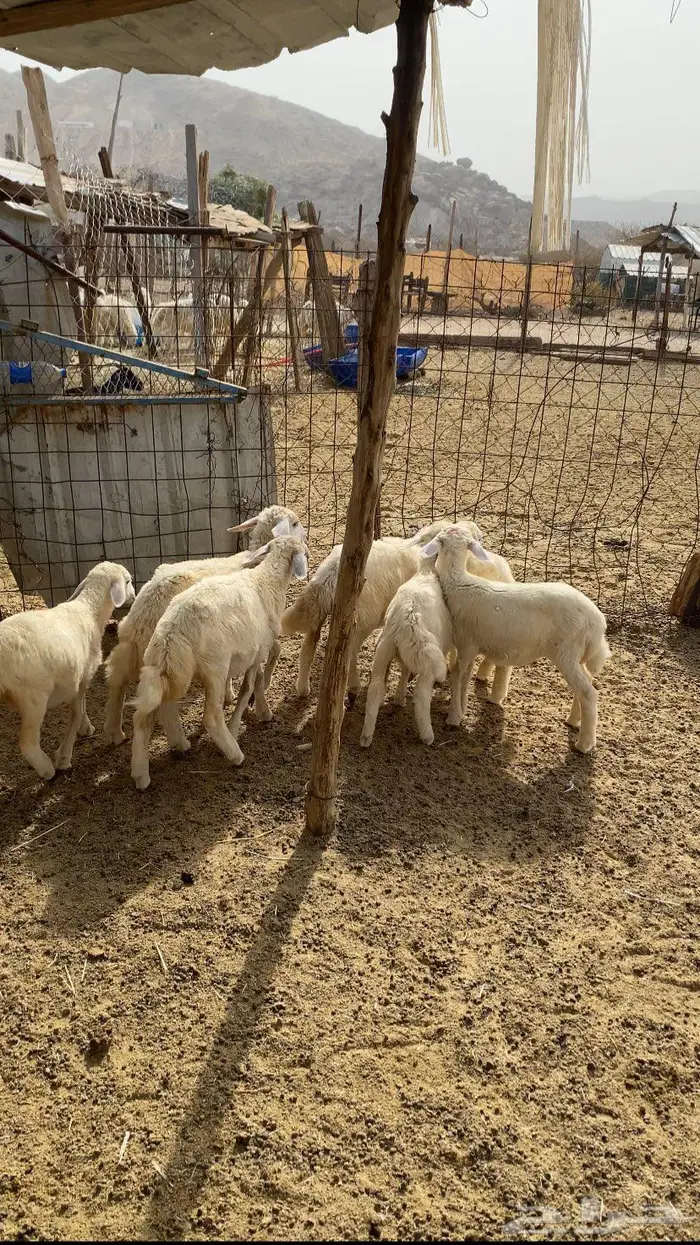 بهم حريه 1