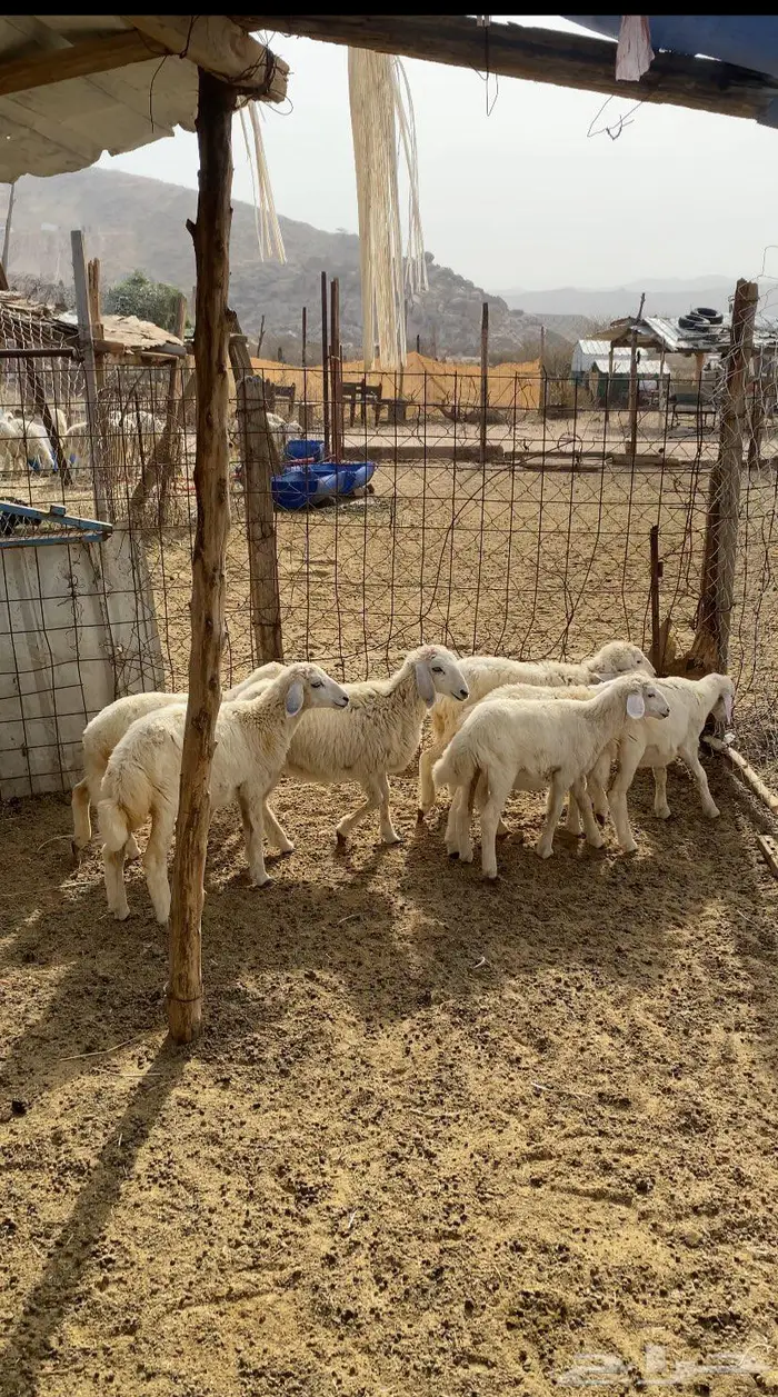 بهم حريه 2