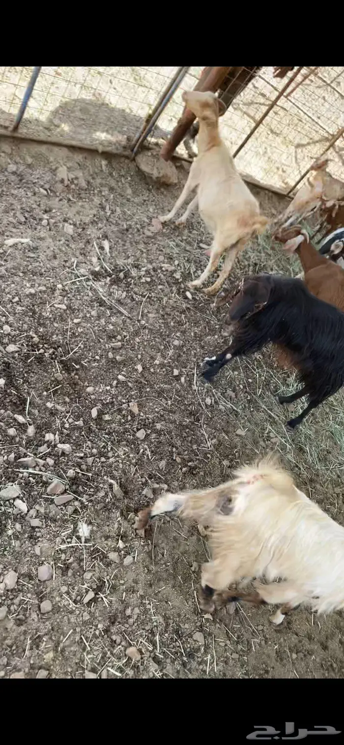 عسير 3