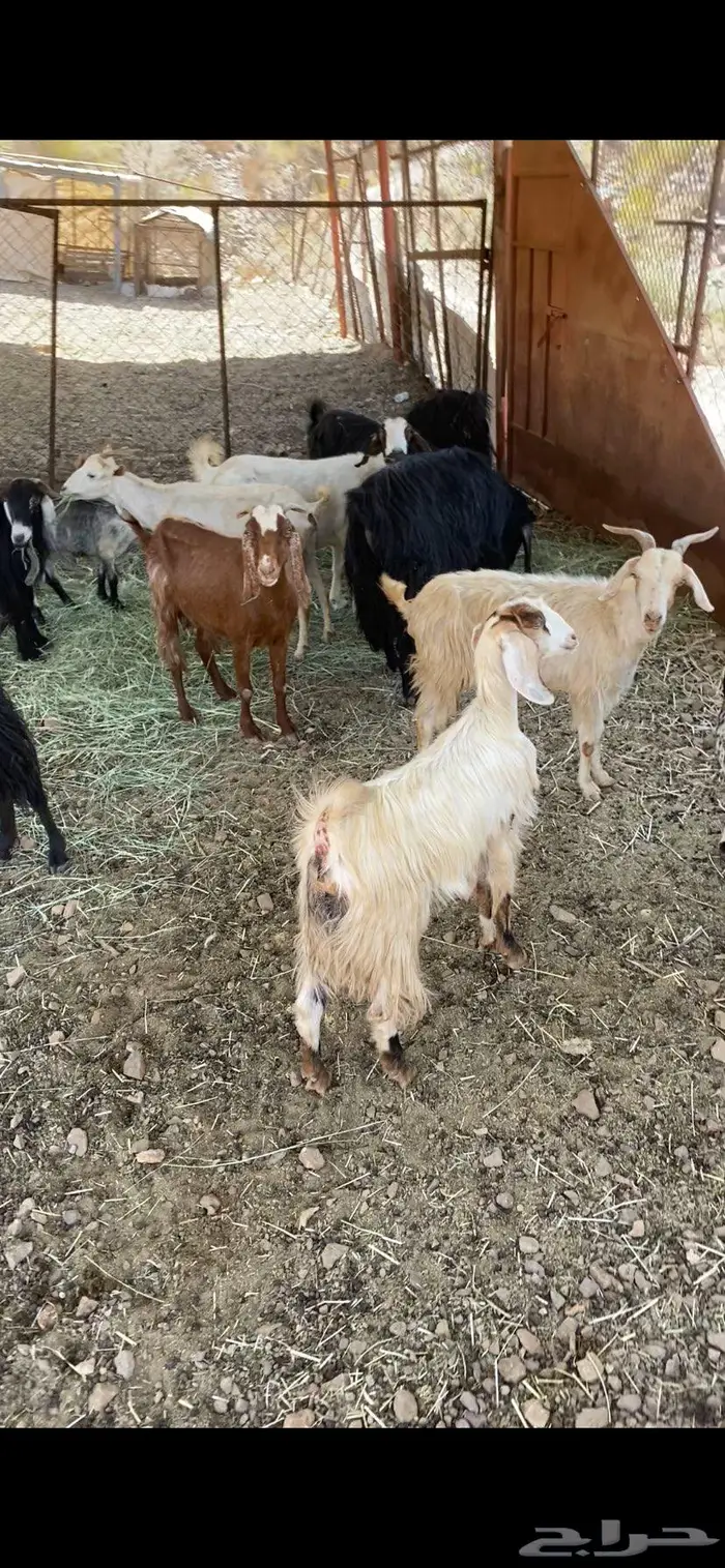 عسير 2