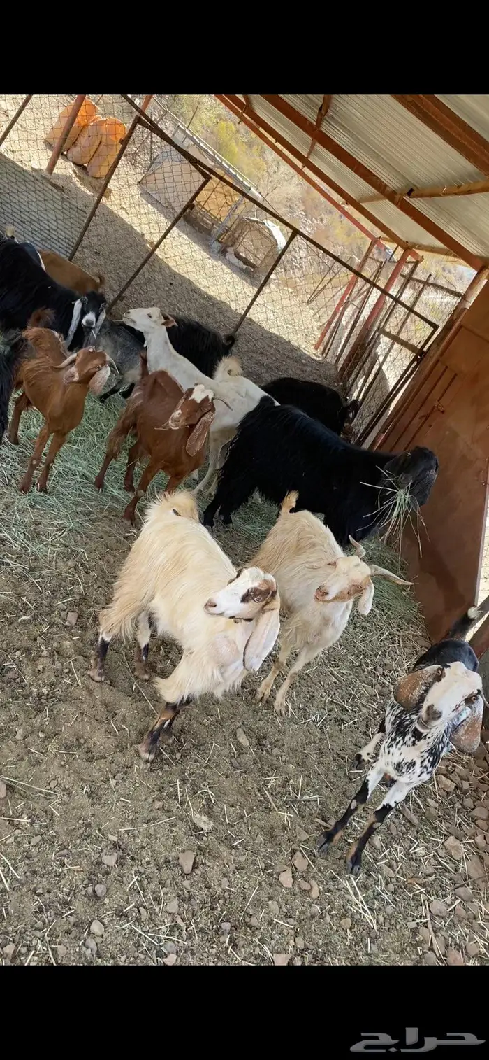 عسير 0