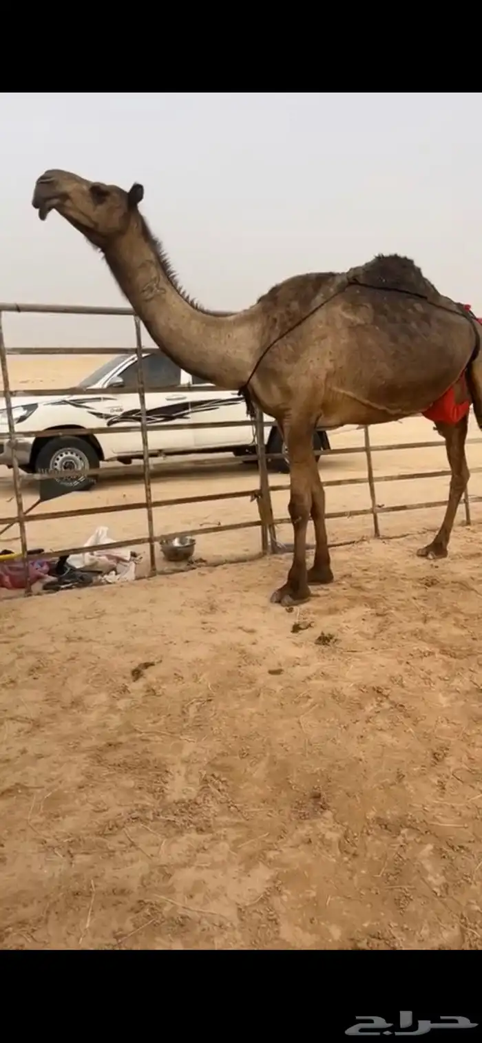 عشراء منتج 0