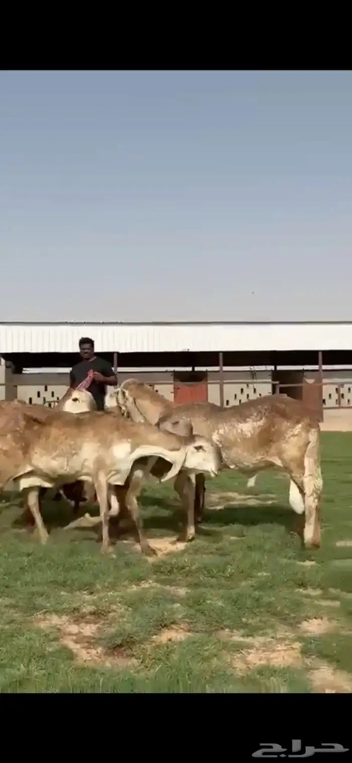 للبيع غنم سواكن نوادر خصم 4
