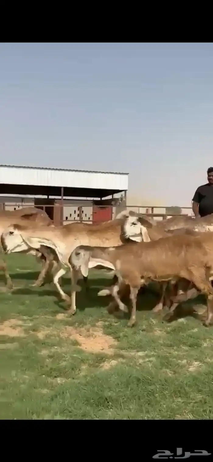 للبيع غنم سواكن نوادر خصم 7