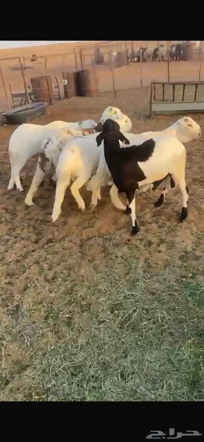5 سواكن 8شهور مرابي واللحم شرط 3