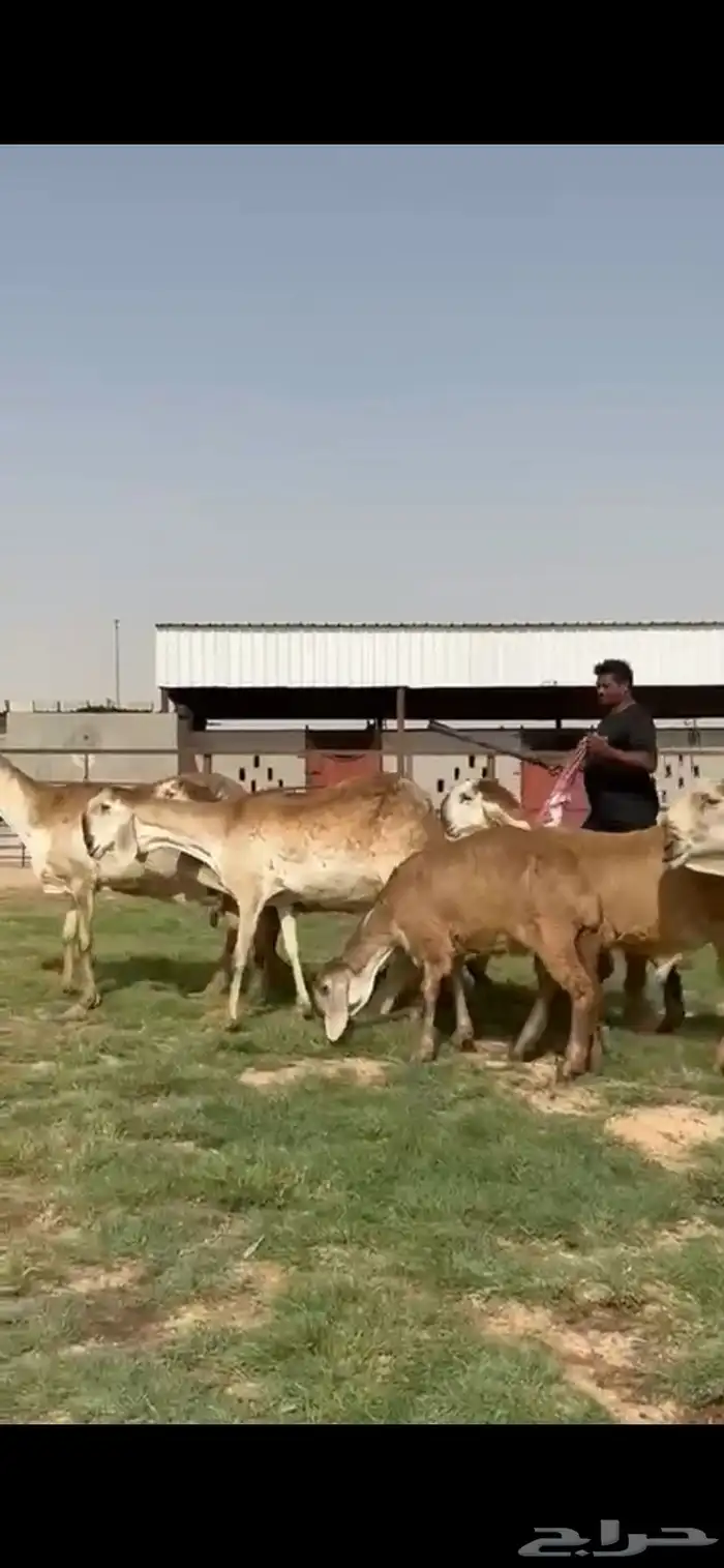 للبيع غنم سواكن نوادر خصم 6