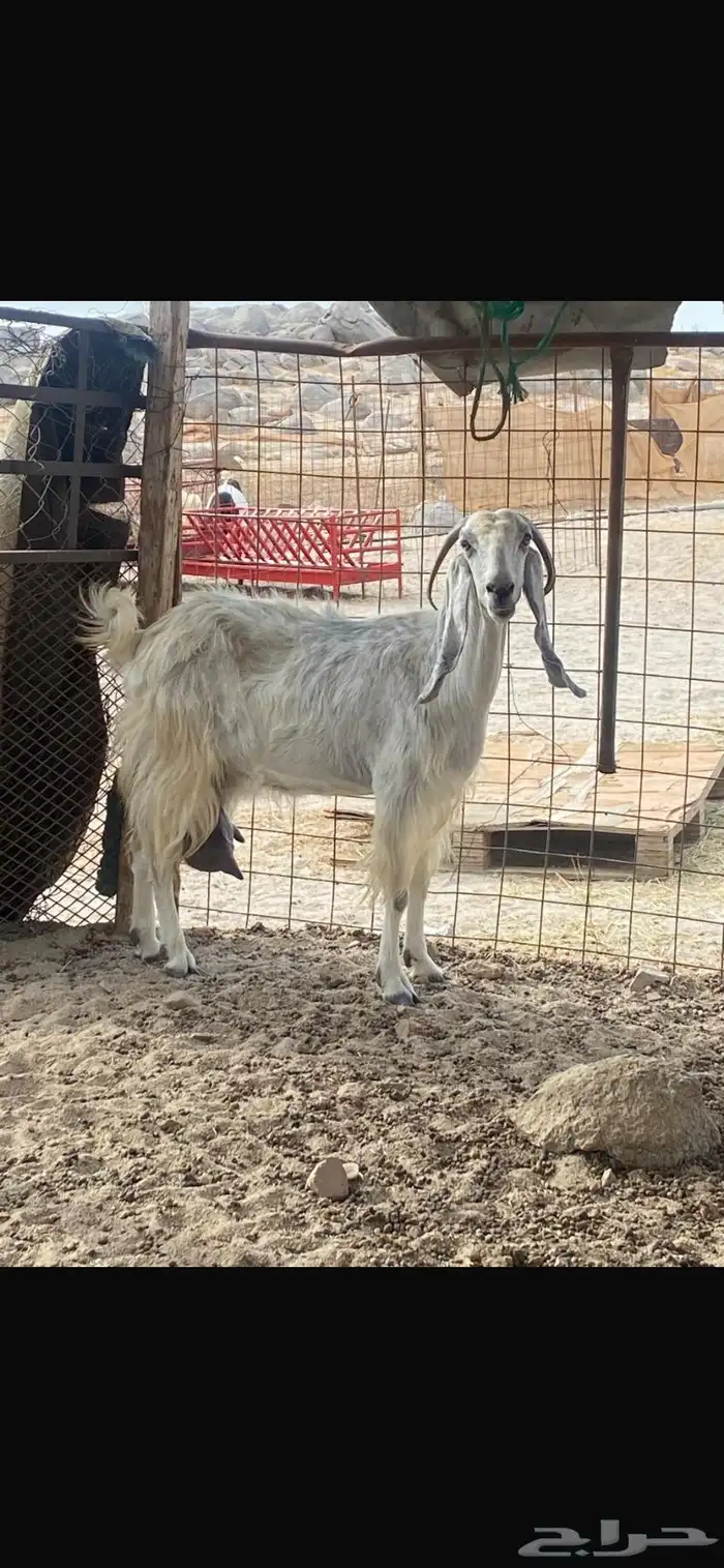 معزاء حليب 4