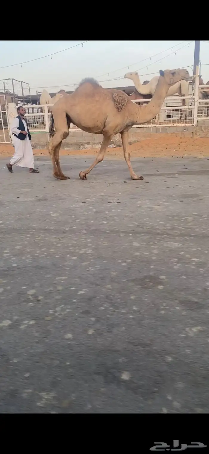 للبيع الخفوت الشعلا الي على جميع الشروط 1