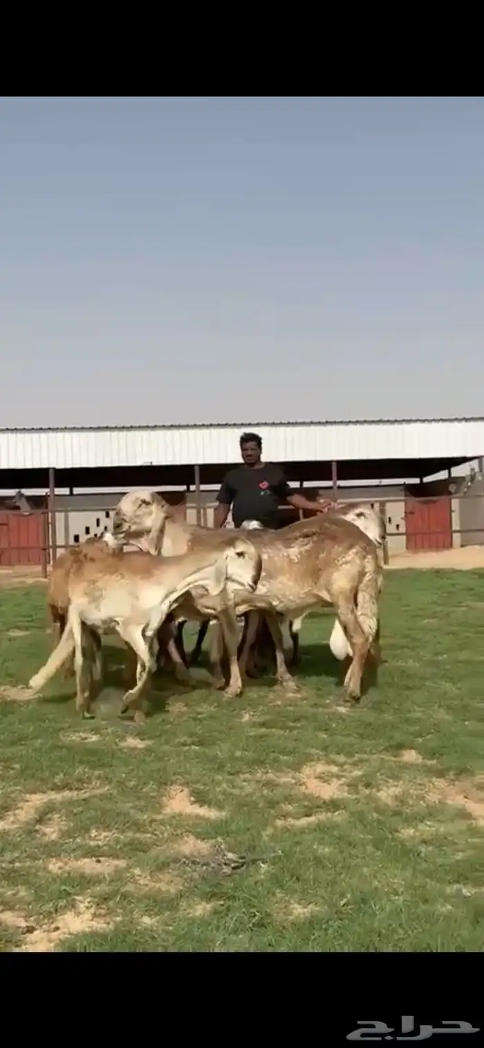 للبيع غنم سواكن نوادر خصم 14