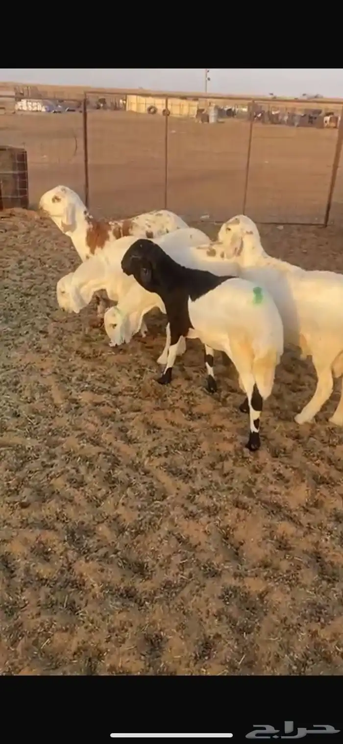 5 سواكن 8شهور مرابي واللحم شرط 2