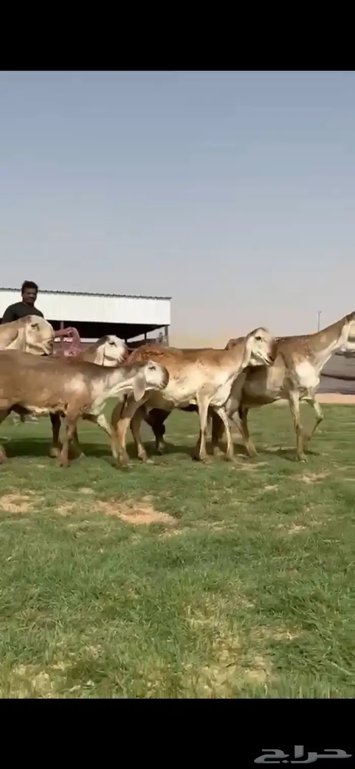 للبيع غنم سواكن نوادر خصم 2