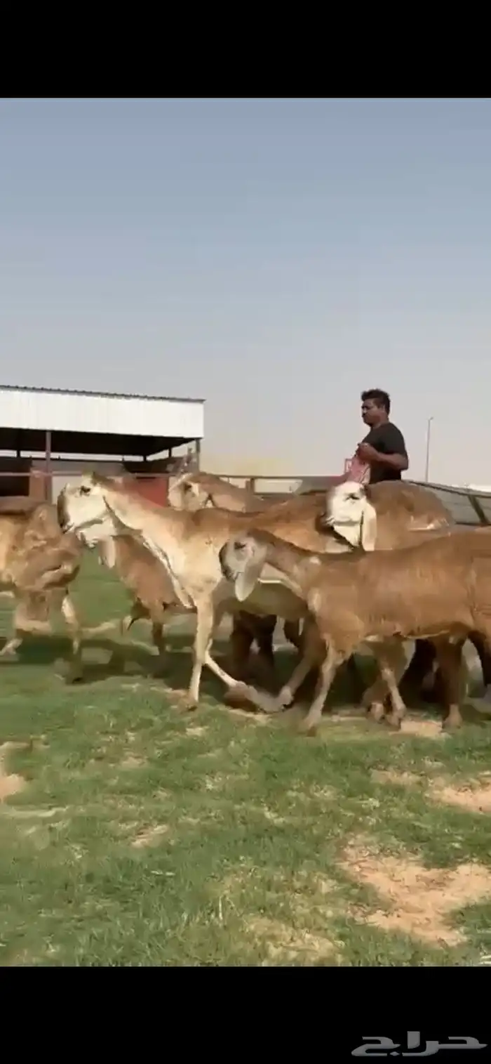 للبيع غنم سواكن نوادر خصم 8