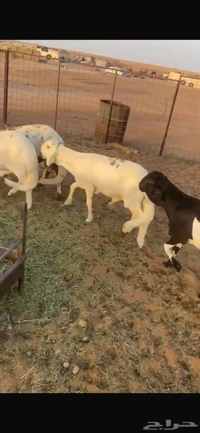 5 سواكن 8شهور مرابي واللحم شرط 0