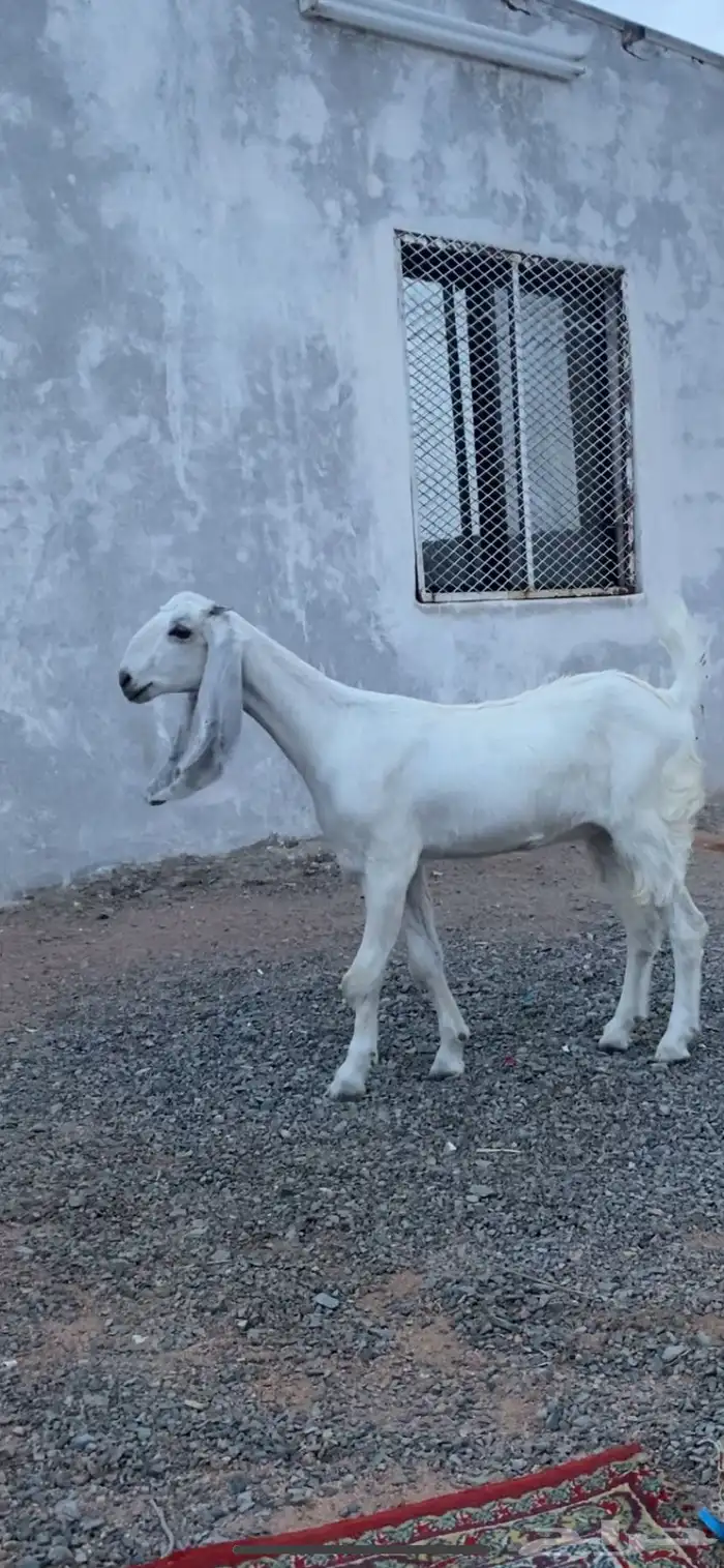 تيس وجفره مشاريك صنف الصنف 1