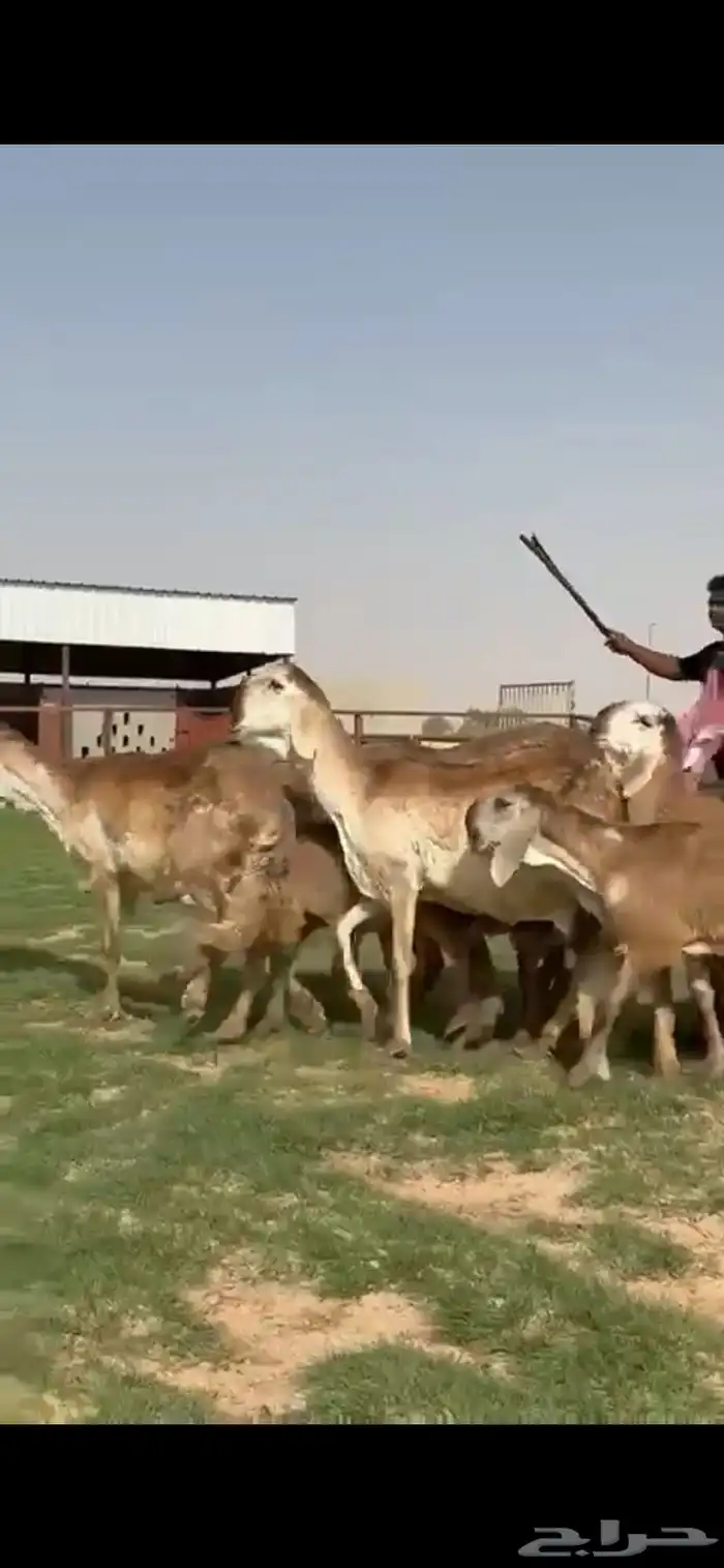 للبيع غنم سواكن نوادر خصم 9