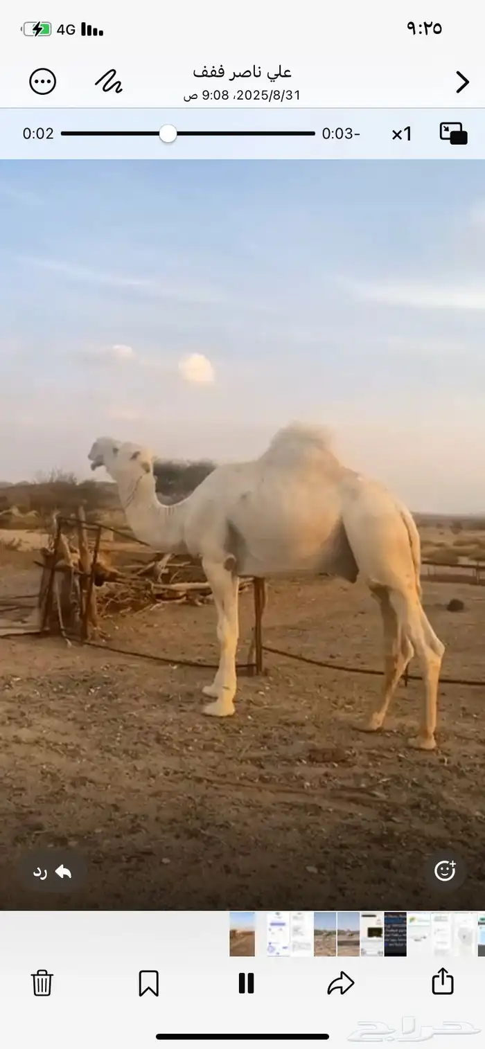 البيع بعير 0