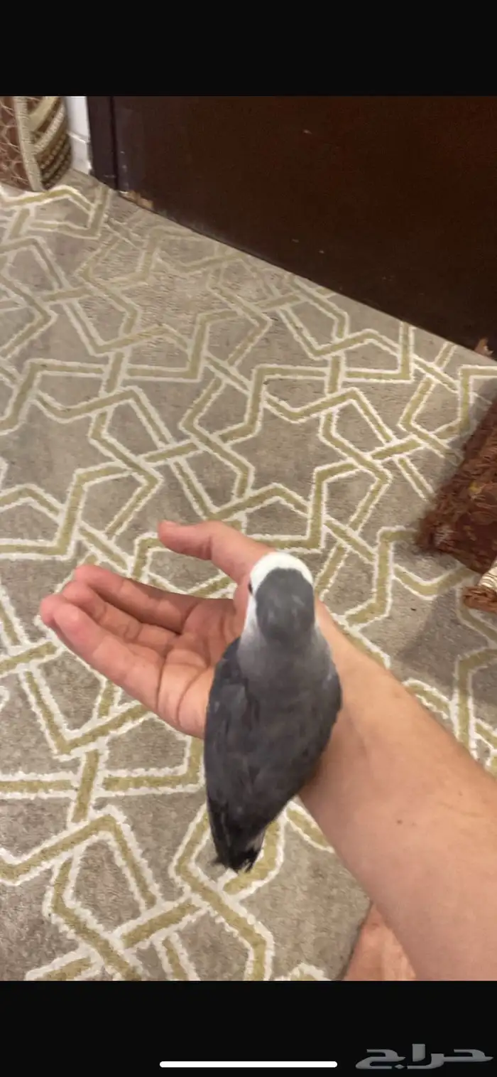 4 عصافير روز أليفه للبيع الحبه بي 230 2