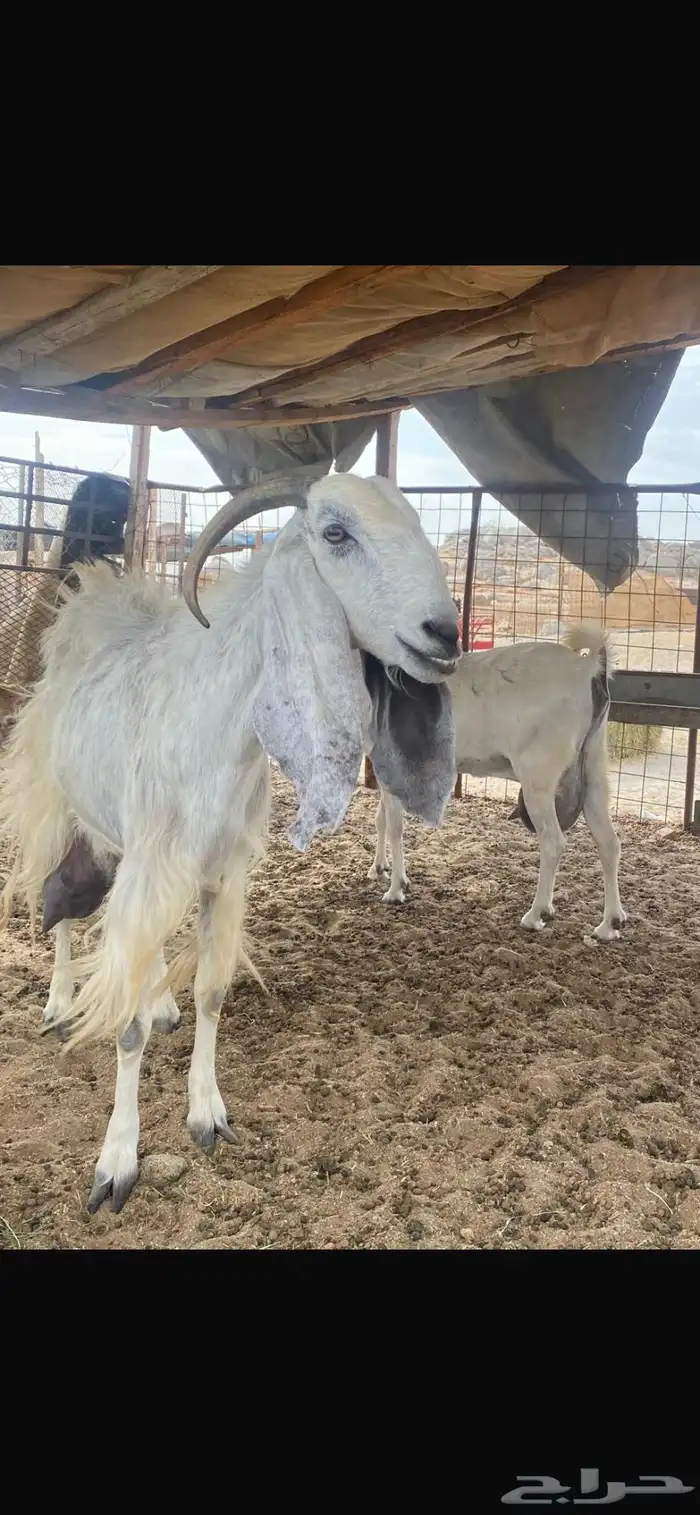 معزاء حليب 1