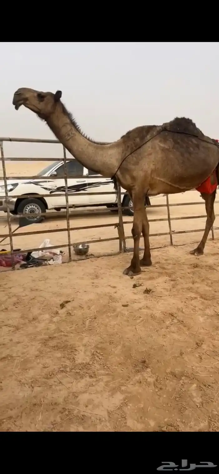 عشراء منتج 2