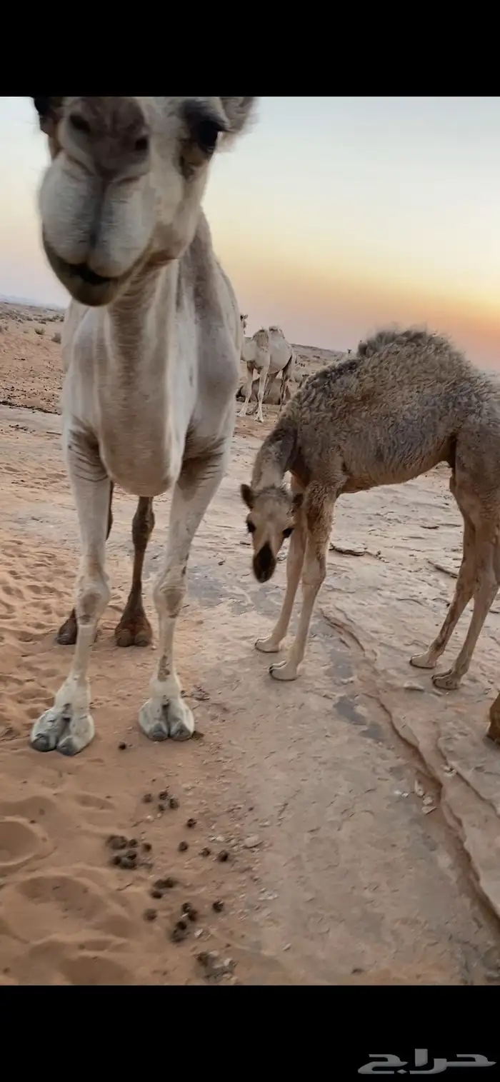 للبيع قعودين الموقع الشملي 2