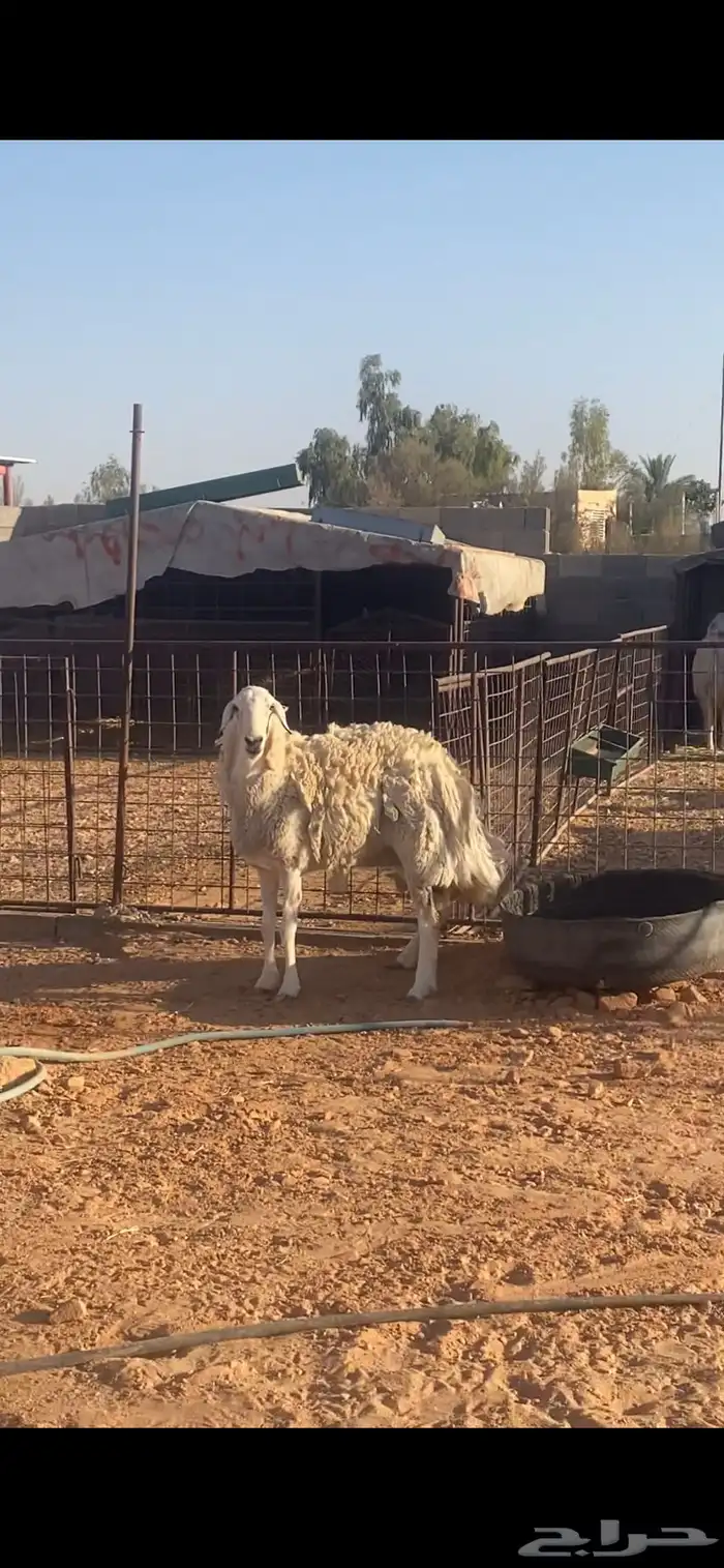 شاه حريه طيبه 1