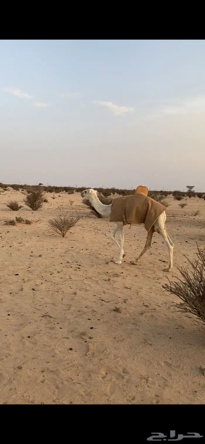 قعود ابوه بعير بن مبخوت الدوسري وصله رماني عمره 4 شهور ونص 2