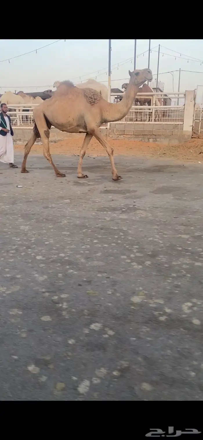 للبيع الخفوت الشعلا الي على جميع الشروط 2