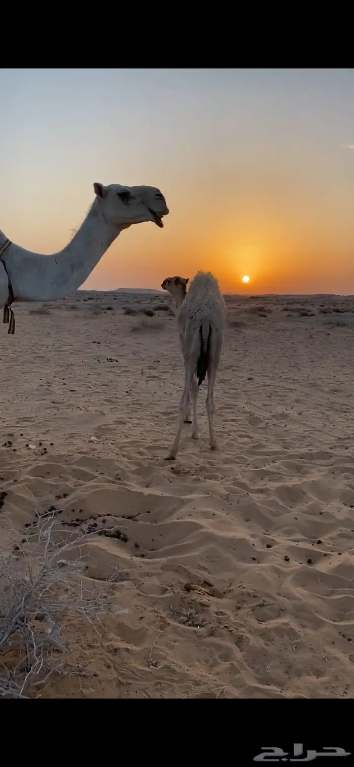 للبيع قعودين الموقع الشملي 0
