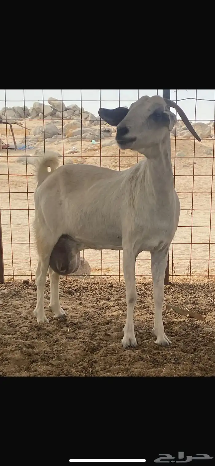 معزاء حليب 0