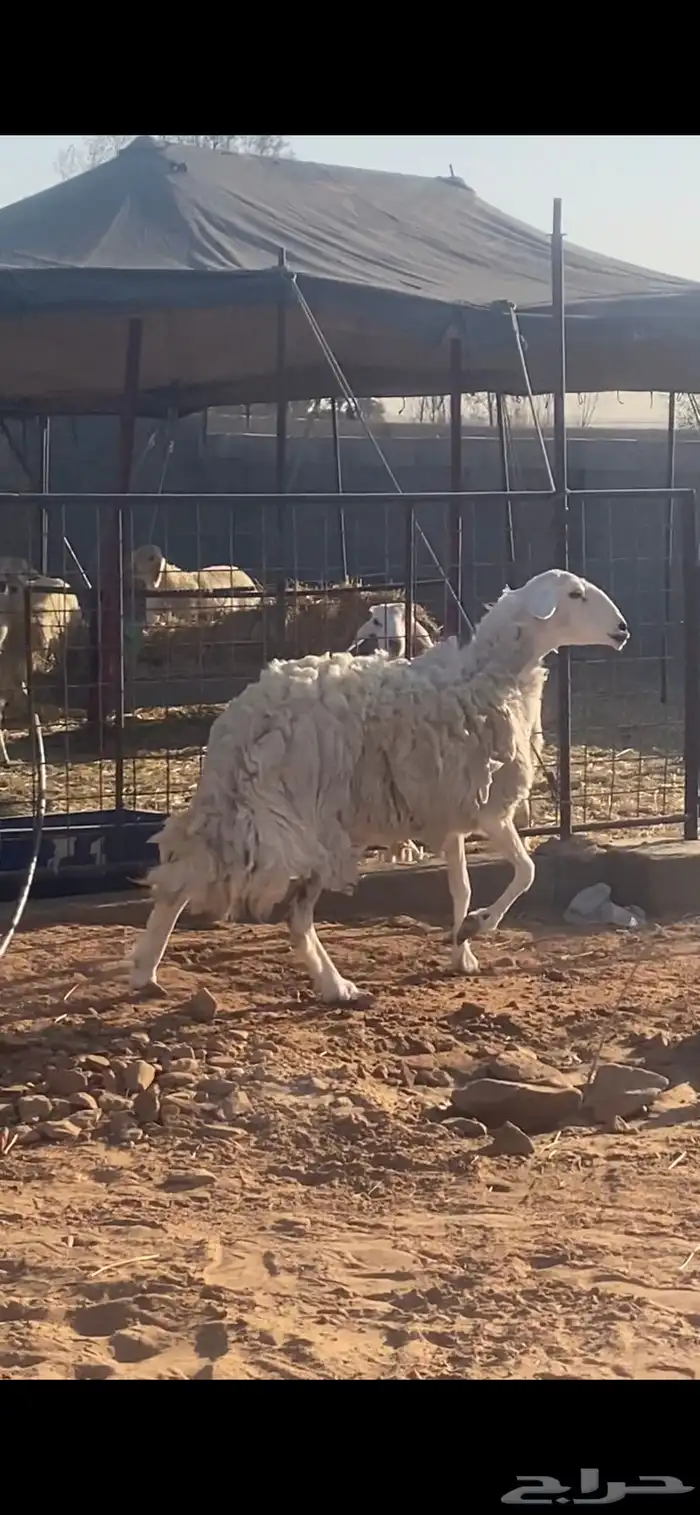 شاه حريه طيبه 0