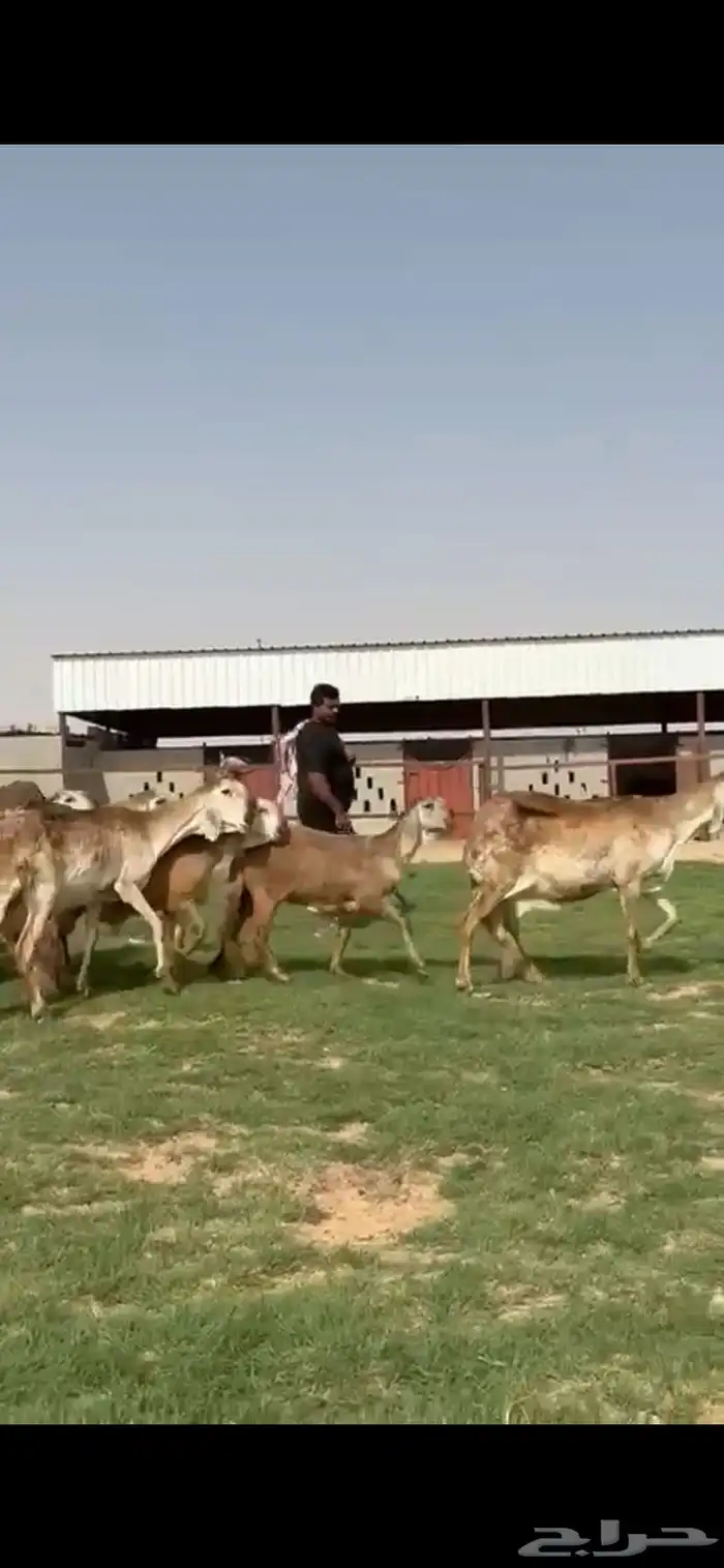 للبيع غنم سواكن نوادر خصم 17