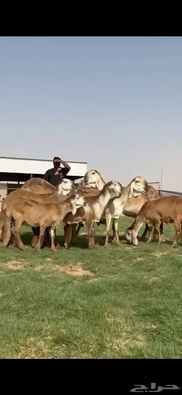 للبيع غنم سواكن نوادر خصم 0