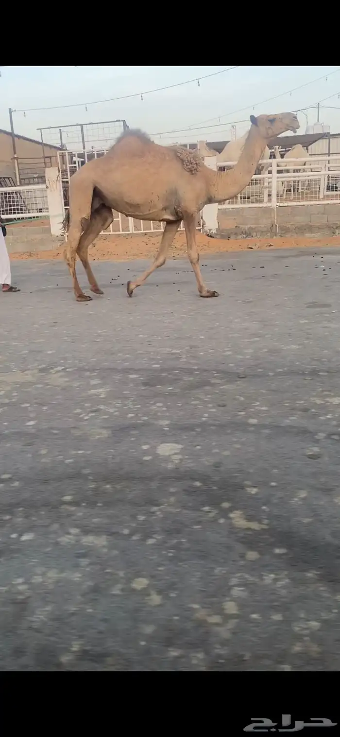 للبيع الخفوت الشعلا الي على جميع الشروط 0