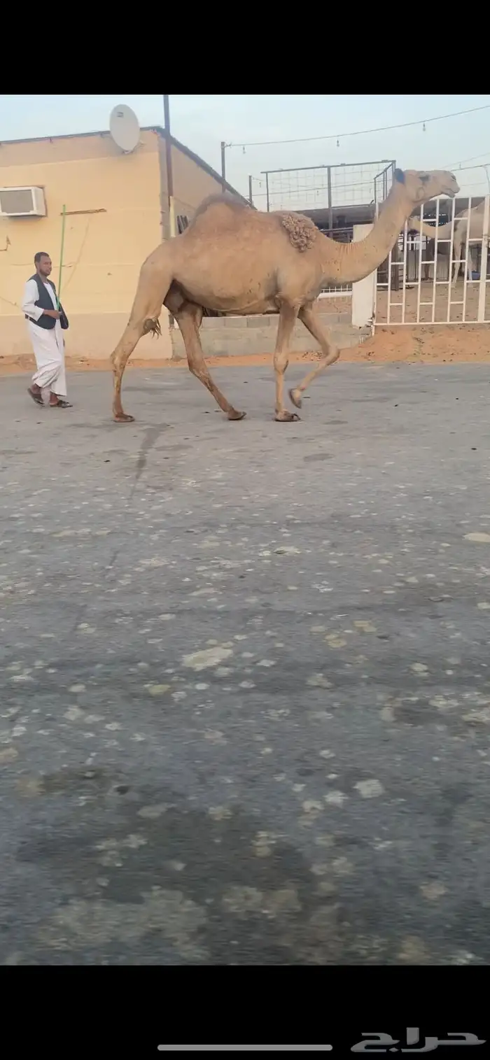 للبيع الخفوت الشعلا الي على جميع الشروط 3