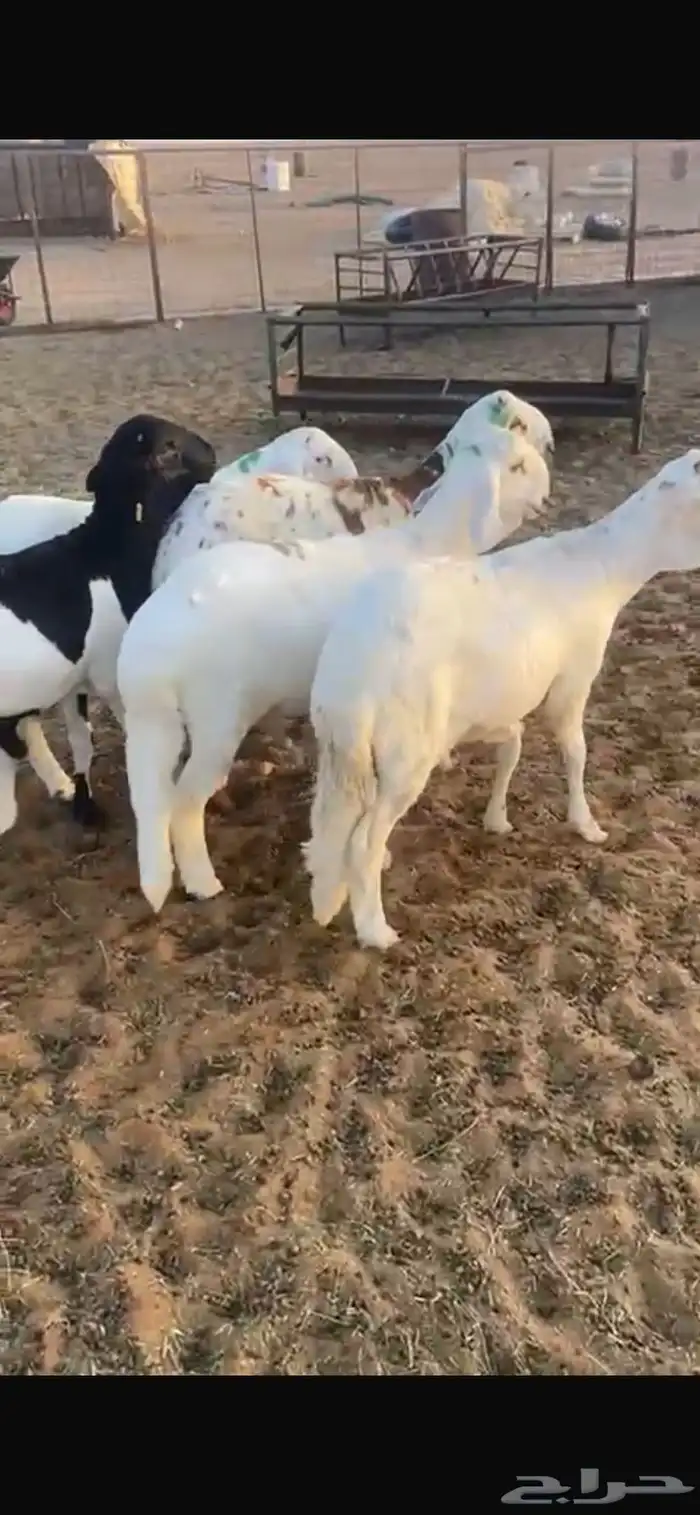 5 سواكن 8شهور مرابي واللحم شرط 5