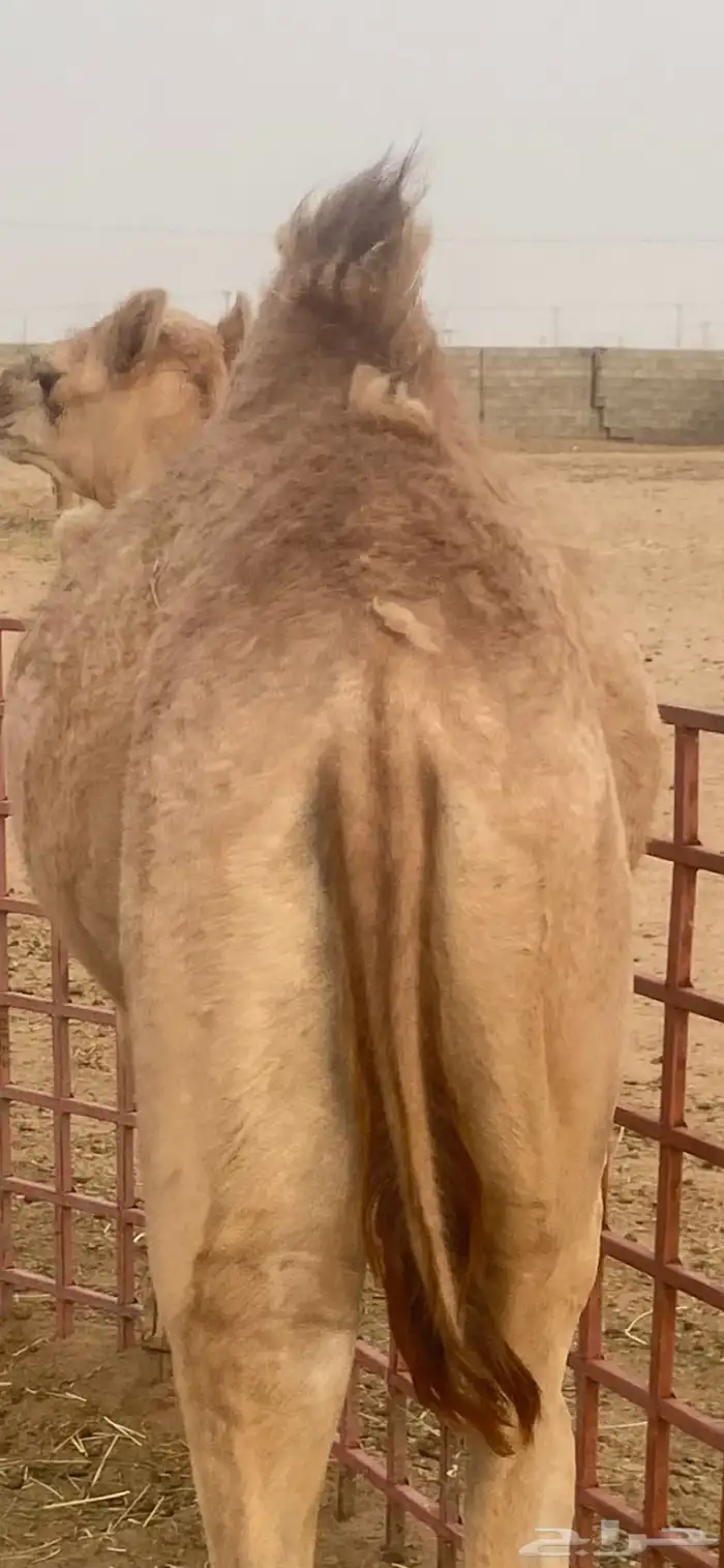 بكره للبيع 0