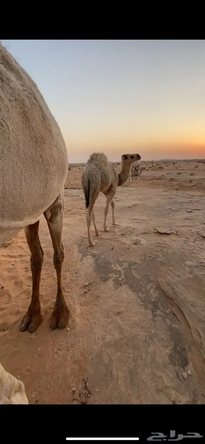 للبيع قعودين الموقع الشملي 3