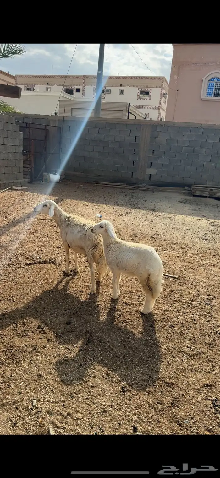 شاة دافع كفو و تحتها رخل كبيره ذبيحه 1