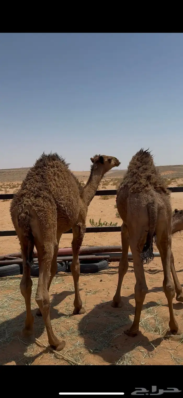 قعود والثاني ارباع 0