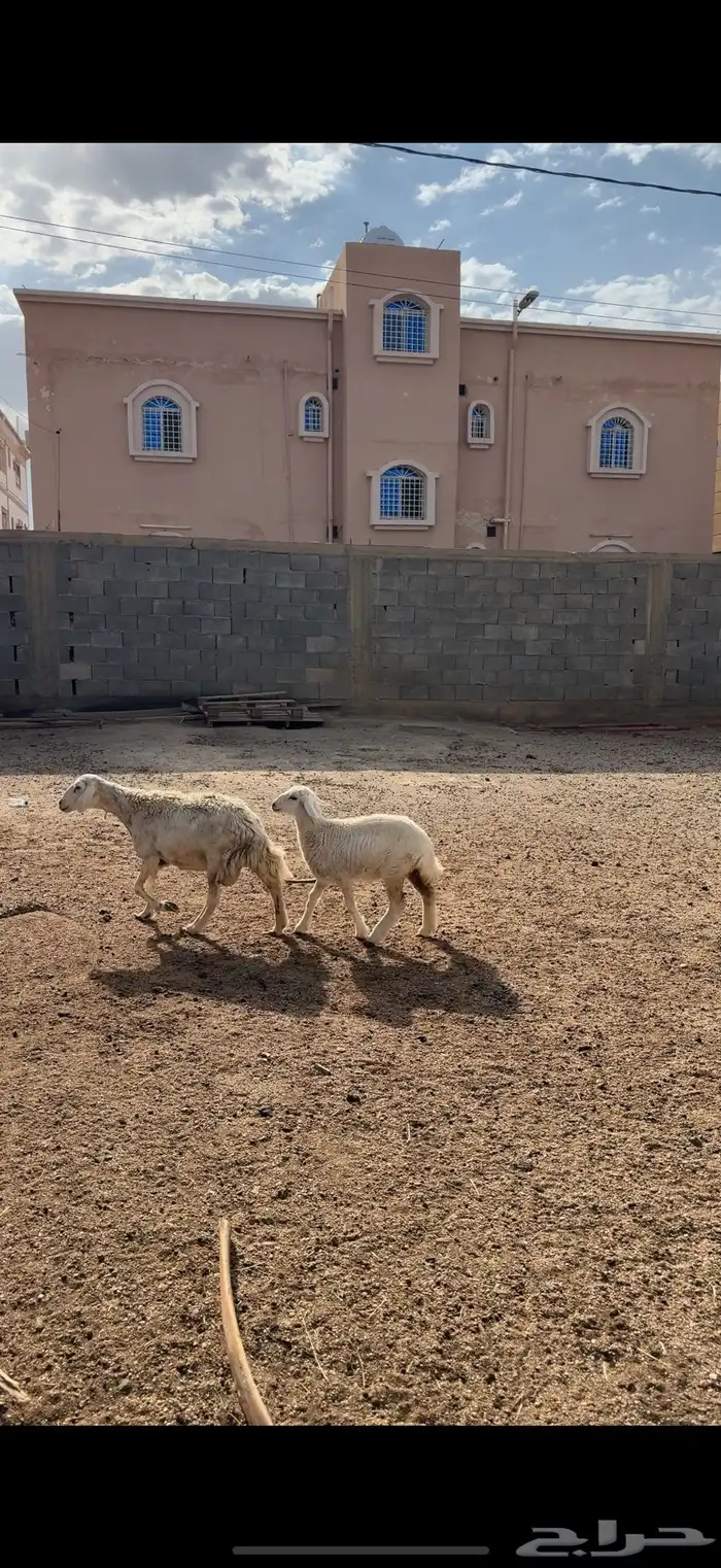 شاة دافع كفو و تحتها رخل كبيره ذبيحه 3