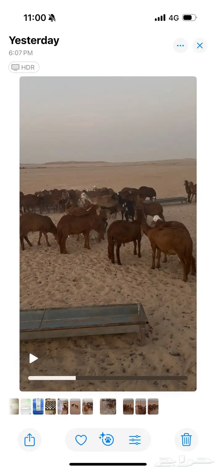 غنم سواكن سعر خاص للجملة ( تربية 3 شهور ) 0