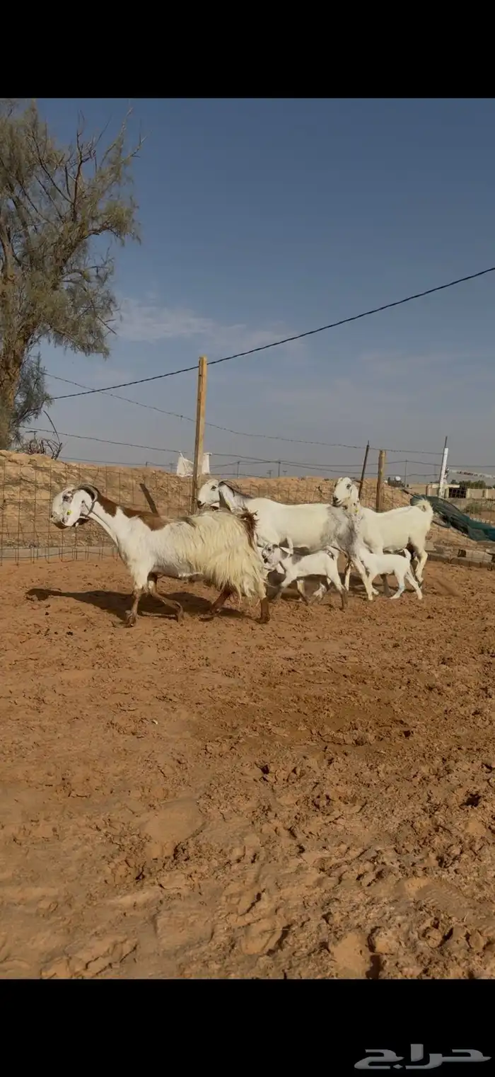 ماعز مصريات مواليد 1