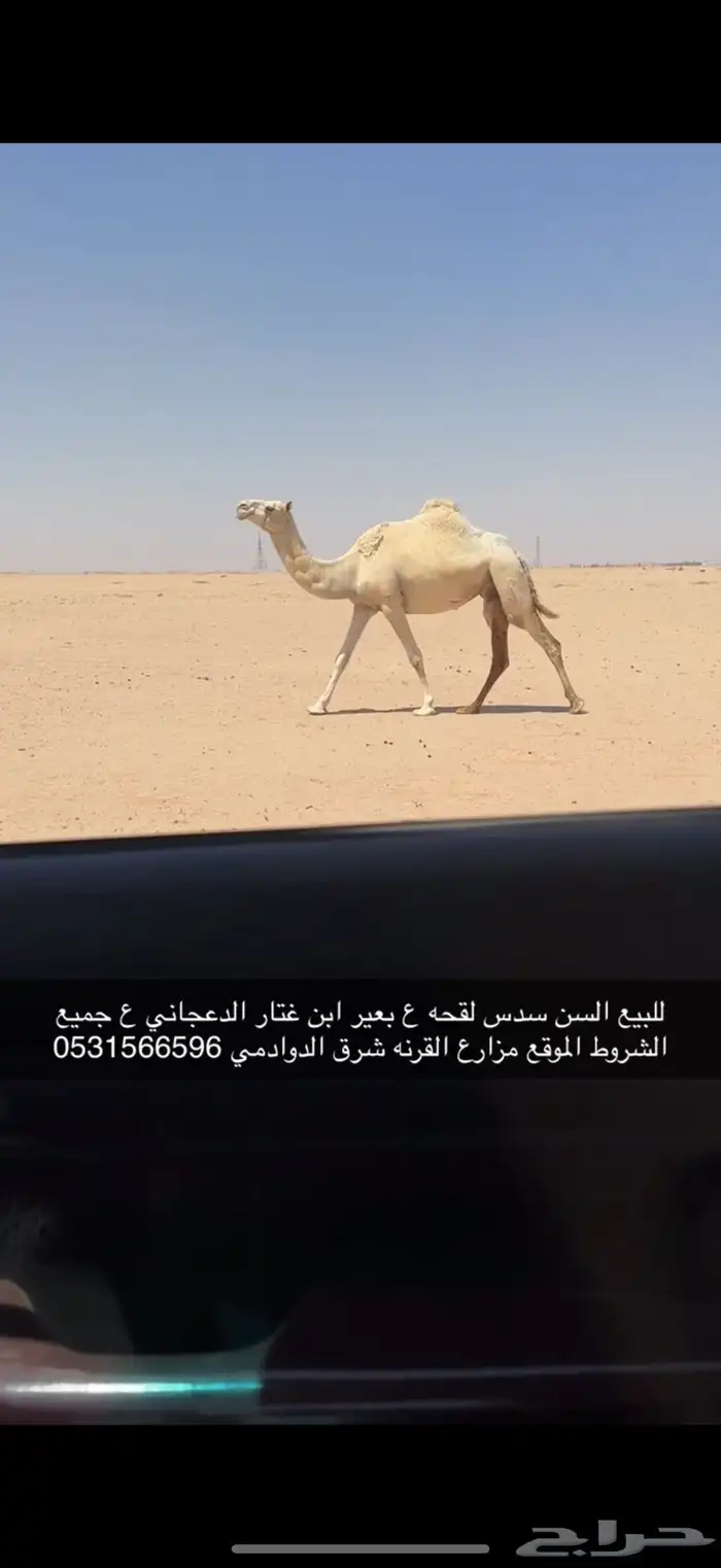 للبيع لقحه ع بعير منتج اقبل البدل غنم ذبايح مهره 0