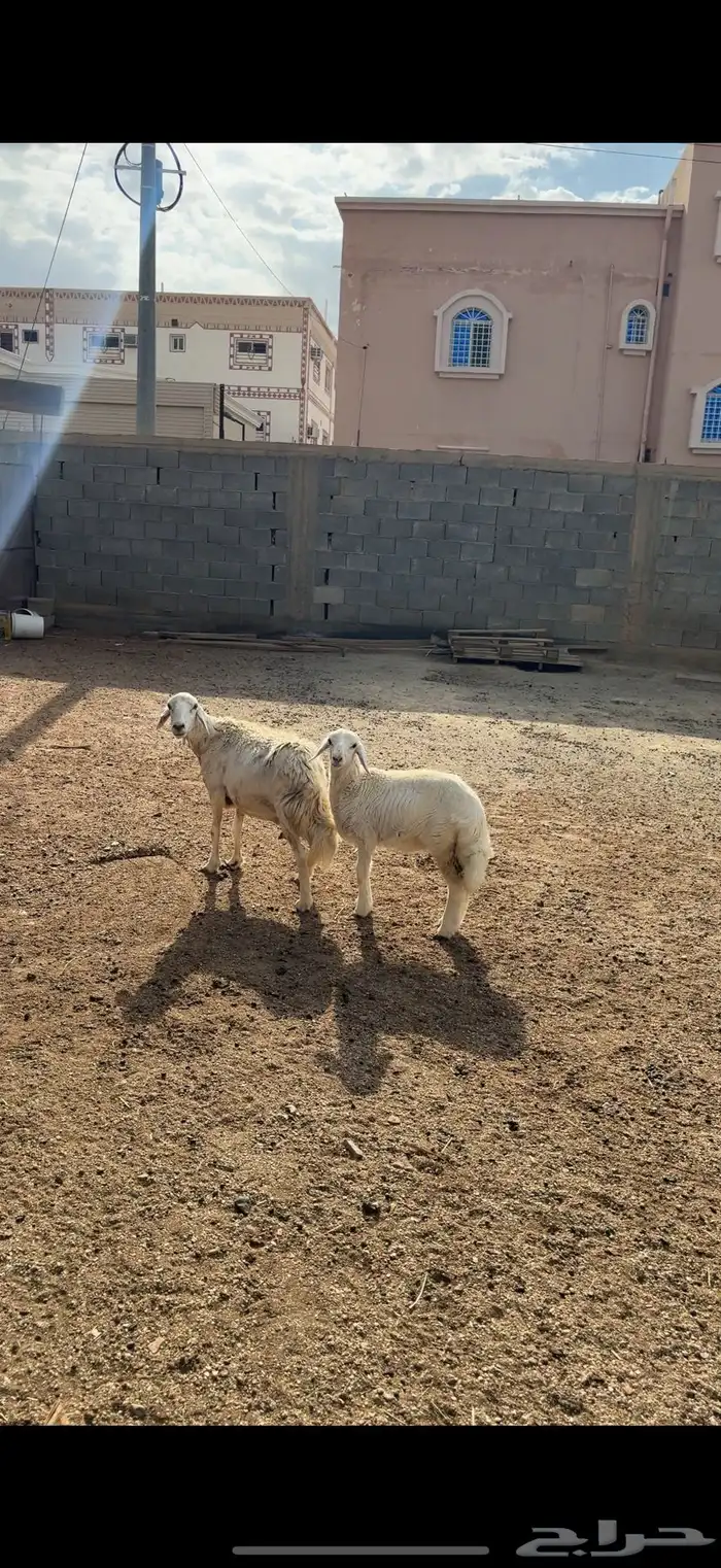 شاة دافع كفو و تحتها رخل كبيره ذبيحه 2
