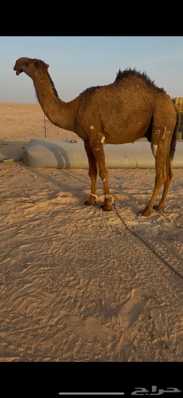 قعود غرنوقي طيب 0