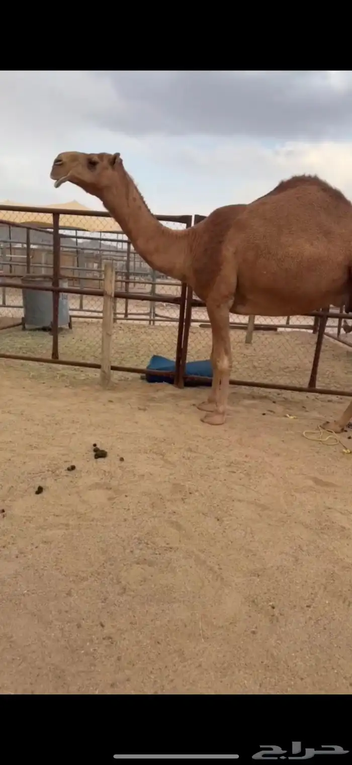 للبيع ضروبه حمرا 0