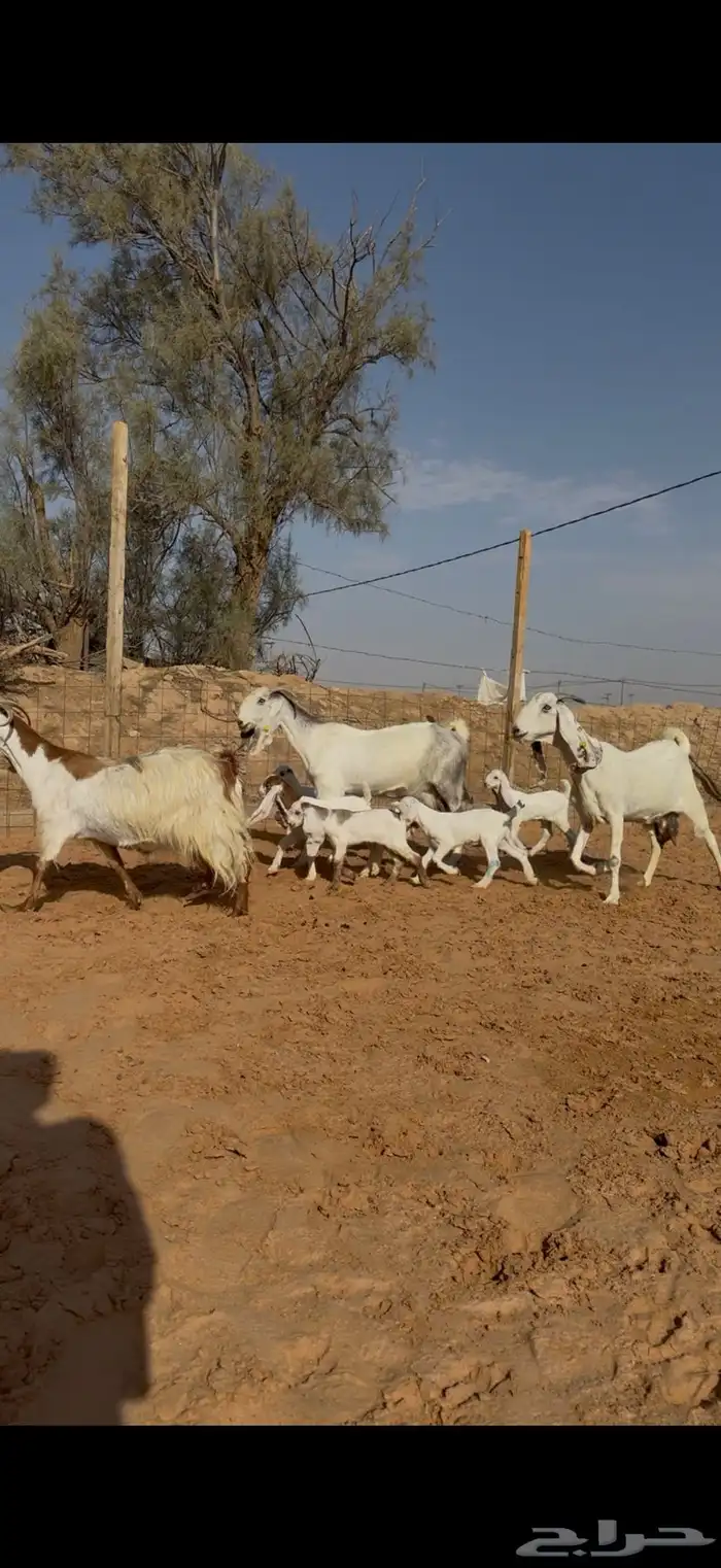 ماعز مصريات مواليد 2