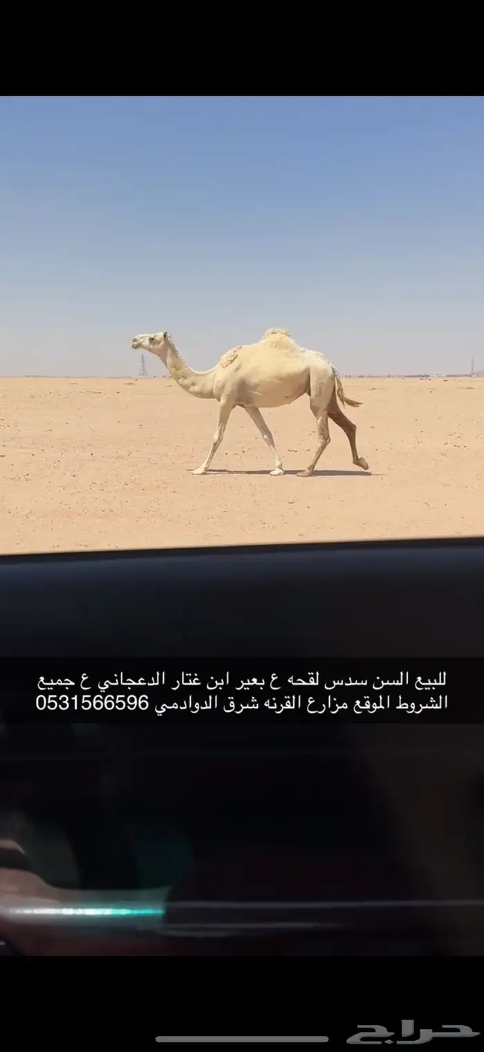 للبيع لقحه ع بعير منتج اقبل البدل غنم ذبايح مهره 2