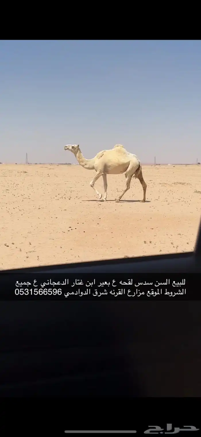 للبيع لقحه ع بعير منتج اقبل البدل غنم ذبايح مهره 1