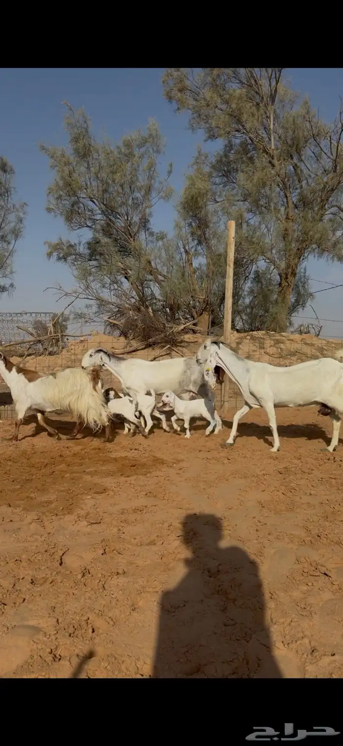 ماعز مصريات مواليد 4